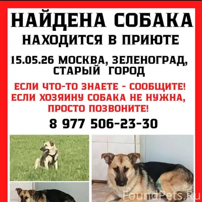 Найден тип собака, Зеленоград