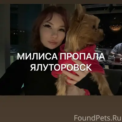 Пропала собака Милиса, Ялуторовск