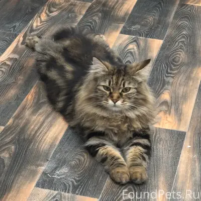 Пропала кошка Дуня, С. Мессажай