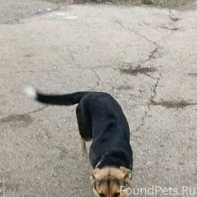 Пропала собака