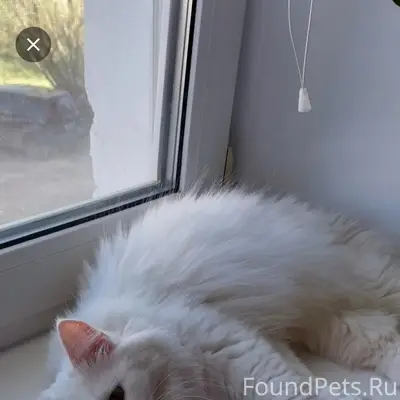 Пропала кошка, Правдинск