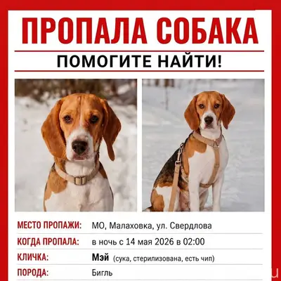 Пропала бигль Мэй, Малаховка