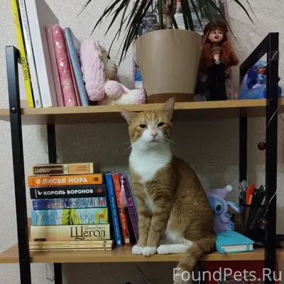 Пропал Рыжий котик (упал с 7 этаж