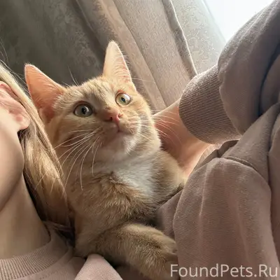 Пропал рыжий кот Бася, район Старые Петушки