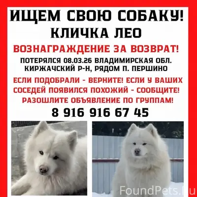Пропал самоед Лео, Владимирская область