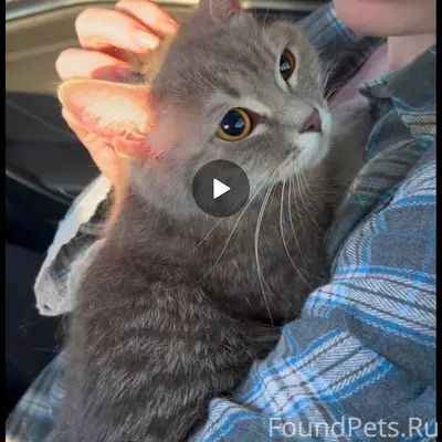 Найдена кошка, [место не указано]