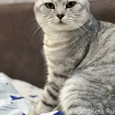 Пропал кот, Суровцева - Победы