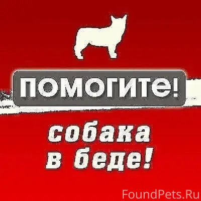 Пропала большая рыжая собака, трасса напротив санатория Юськи
