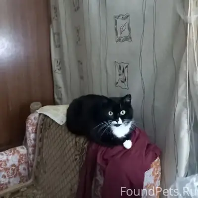 Найдена кошка, без дома