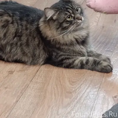 Пропал кот Яшка, 7 квартал