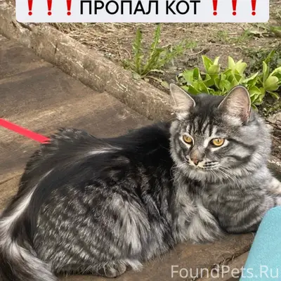Пропал кот Тайсон, П. Карачиха