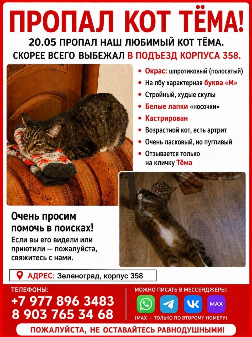 Пропал кот Тема, Зеленоград