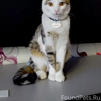 Пропал кот, Серебрянка