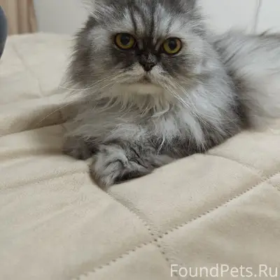 Пропала кошка, 9 микр.1 дом