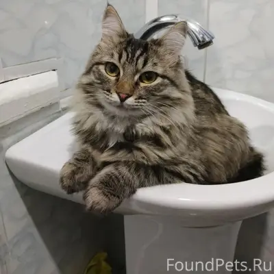 Пропала кошка Буся, улица Чкалова