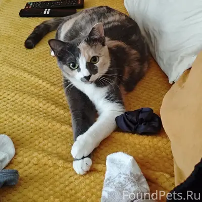 Пропала кошка Еся, пгт. Медведево