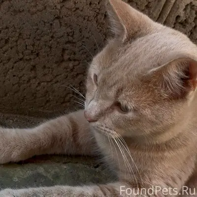 Пропал кот Симба, Афипская