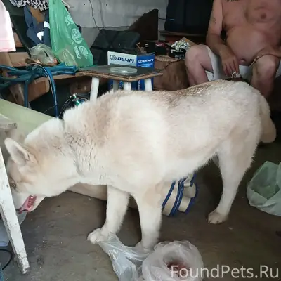 Пропала Хаски, прибилась к коллективному саду 22, Кунгур