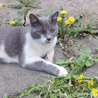 Найден кот, похож на британца, желтые глаза, серо-белый окрас.