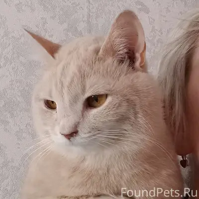 Пропал котёнок, район ул. Чкалова и Мельничной