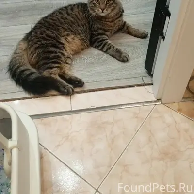 Пропал кот Кося, ул. Ворошилова