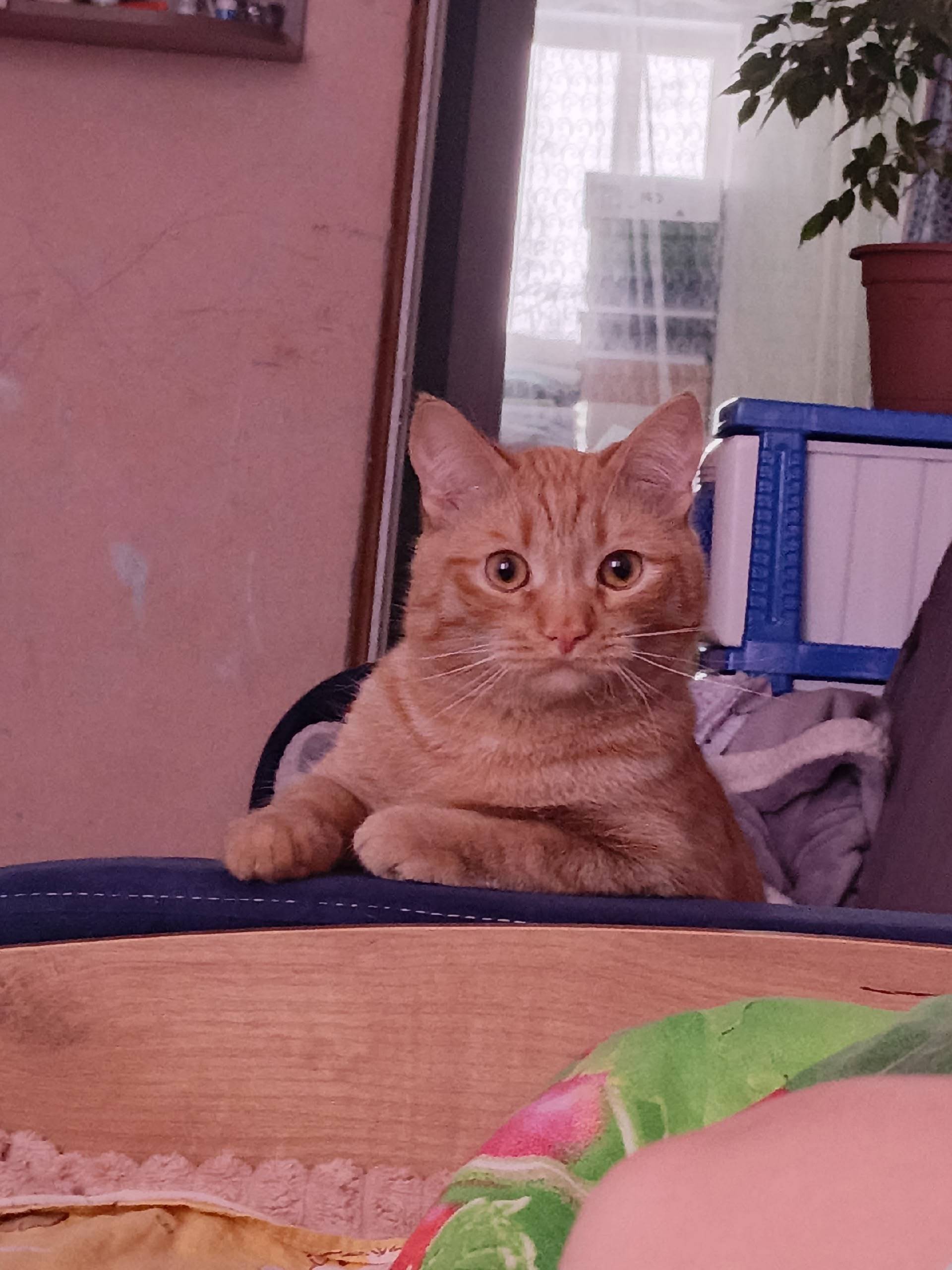 Пропал кот Рыжик, Бахтеева 12