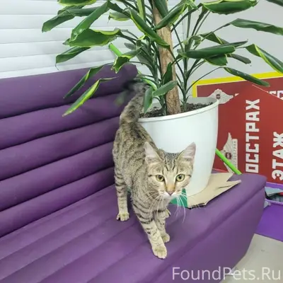 Найдена кошка, район 1й больницы