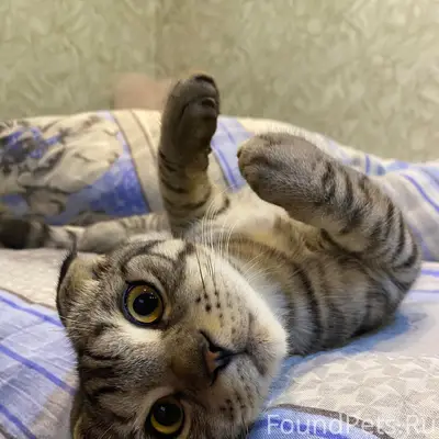 Пропал кот Максик, П. Вычегодский