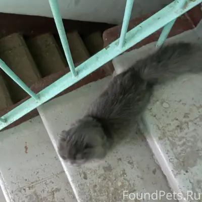 Найдена кошка, ласковый питомец