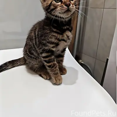 Найден камышовый котёнок, Новый городок