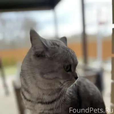 Пропала шотландская кошка, район гиперапельсина