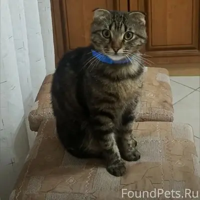 Помогите найти котика - молодой, серый, вислоухий, кастрирован