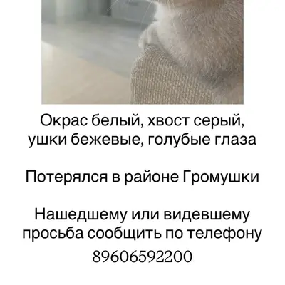 Пропал кот Сеня, Мичуринск