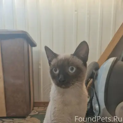 Найден кот, был в районе ул. Ракитная