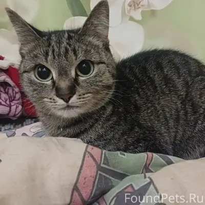 Пропала кошка Кассиопея, район Ленина 17