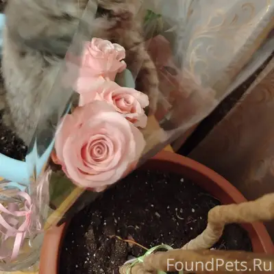 Пропал котик