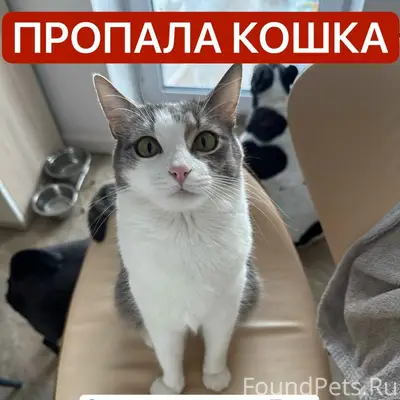 Пропала кошка, улица Речная