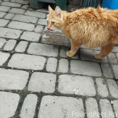Найдена трёхлапая кошка в оранжевом ошейнике, Каменка