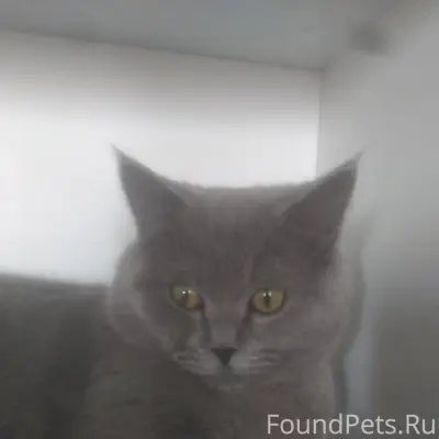 Пропал кот, район Жуковского 24