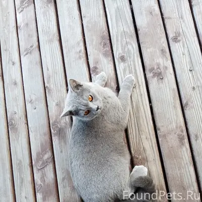 Пропал кот, д. Ручьи