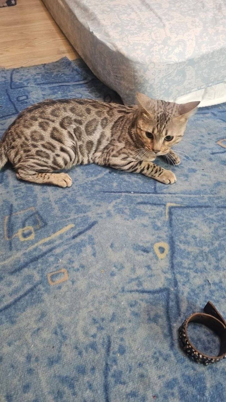 Пропал кот Цезарь