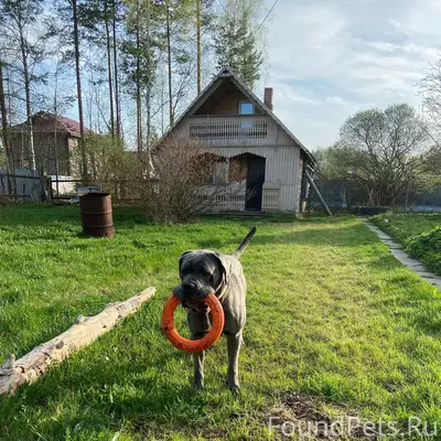 Пропал Кане корсо, серый, неизвестно место пропажи