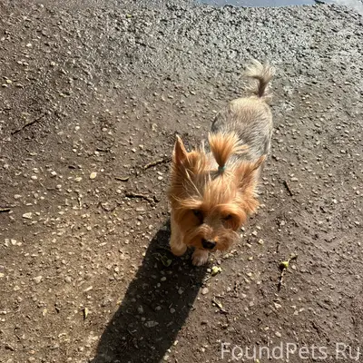 Найден пёс, у Сакуры
