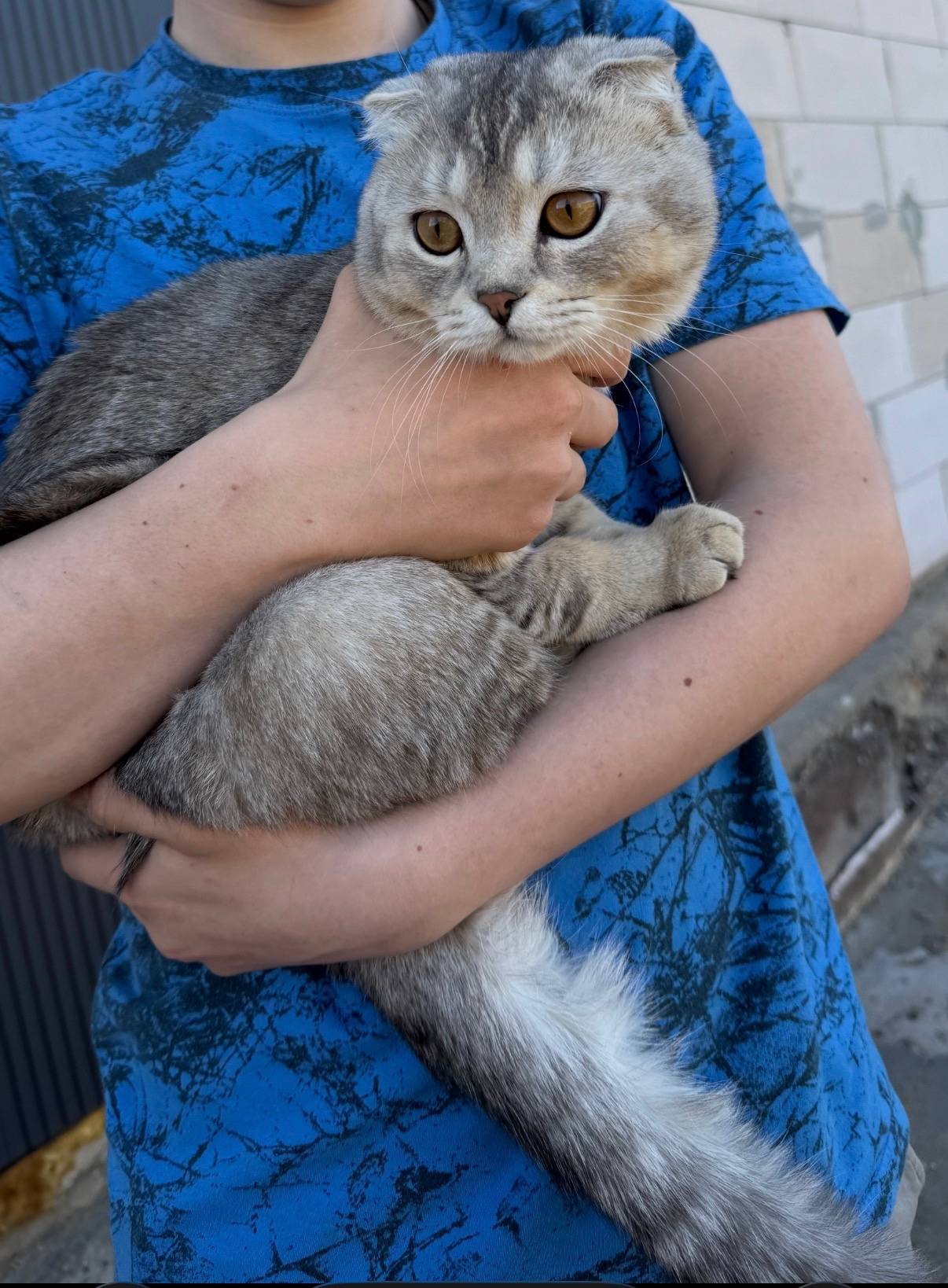 Пропал кот