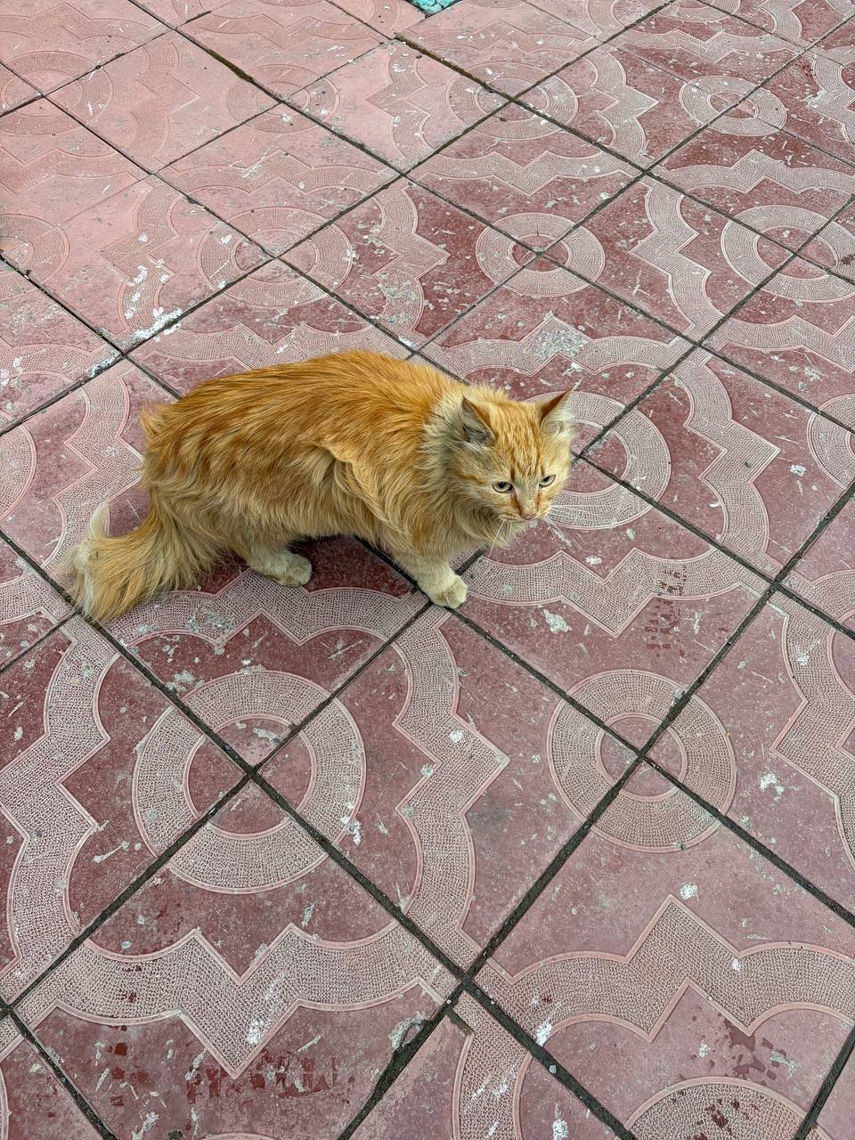 Найден кот, Сиреневая