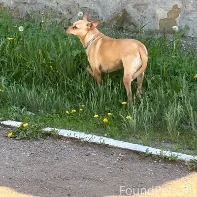 Пропала собака, парк Гафури