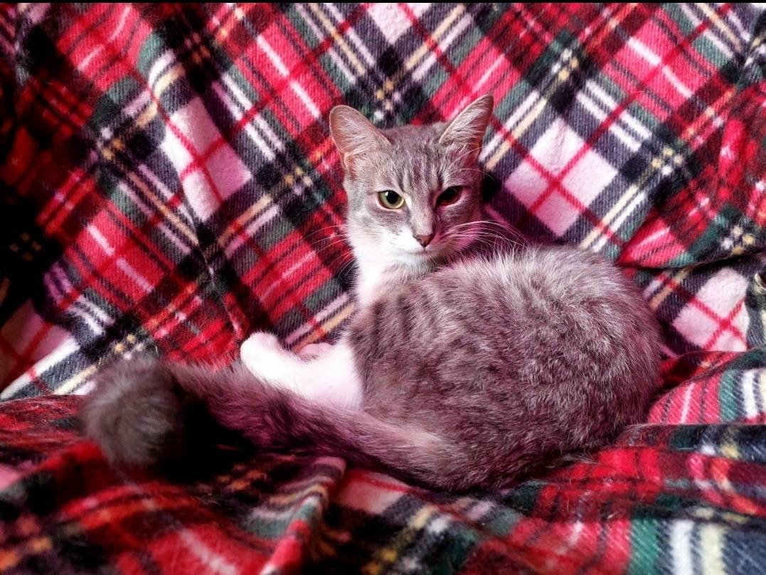 Пропала кошка, СНТ Ивушка3
