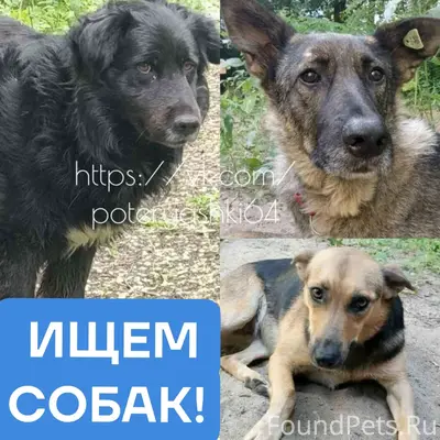 Пропали три собаки, Граф, Пушок и Лада, Ленинский район