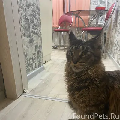 Пропала кошка мейкун Джесси, Комарова 130а