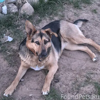 Пропала беспородная собака Альма, СНТ Родина